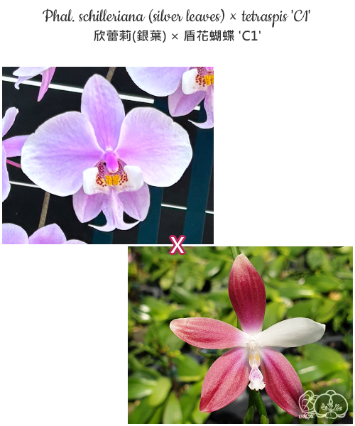 美品‼️ T.sucrei 選抜 銀葉種 赤花 美琪園藝Miki Orchid - 品種詳細頁